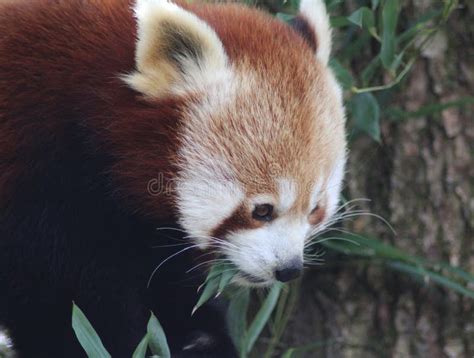 Red panda eating stock photo. Image of friesland, bushy - 88769068