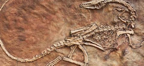 Paleontologia o que é e como é dividida