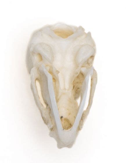 Vampire Bat Skull Replica
