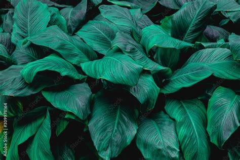 Fototapeta Liście leaves of Spathiphyllum cannifolium abstract green