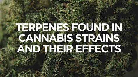 What Are The Cannabis Terpenes Effects?