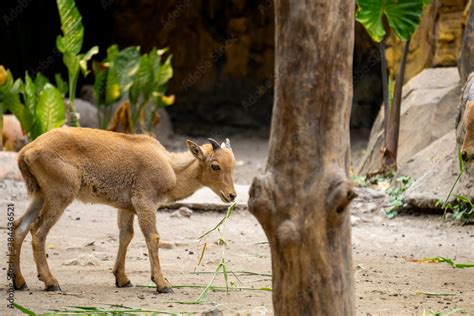 a group of mountain goats (Oreamnos americanus) in the zoo enclosure ...