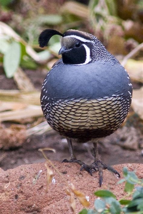 カンムリウズラ California Quail California Valley Quail Valley Quail