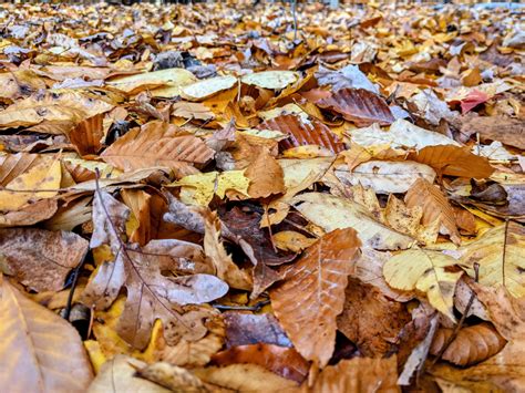 Wallpaper Fallen Leaves Yellow Leaves Fall Nature Closeup