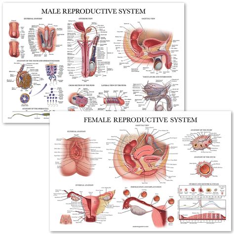 Female Reproductive Anatomy Chart 3d Medical Human Anatomy Wall