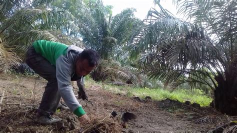 Pikat Ruak Ruak Di Kuala Langkat Dapat Banyak YouTube