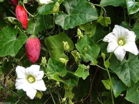 Shiatoshi Telakucha Ivy Gourd Plant Description And Its Uses