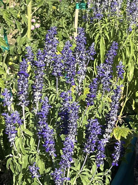 The Best Companion Planting for Lavender