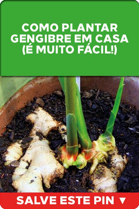 Como Plantar Gengibre Em Casa Muito F Cil Plantar Gengibre