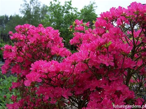 Azalia Japo Ska Kermesina Rhododendron Obtusum C Cm Sadzonki