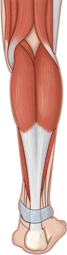 Diagram Of Muscles Acting On The Foot Quizlet