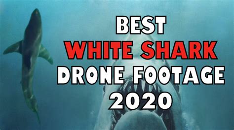 Best Great White Shark Drone Footage Of 2020 — The Daily Jaws