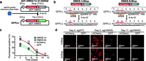 A Fluorescent Reporter System For Real Time Measurement Of Adenosine Download Scientific