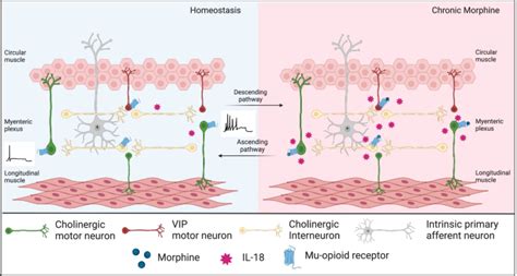 Chronic Morphine Induces Il 18 In Ileum Myenteric Plexus Neurons