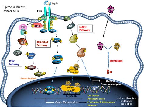 Frontiers Obesity And Breast Cancer Role Of Leptin