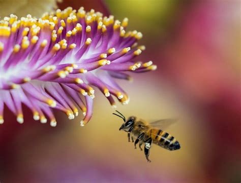 Dónde viven las abejas conoce su hábitat y forma de vida Eltiempo es