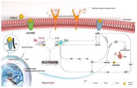 Multi Level Regulation Of Vitamin D And Integrated Pathways With