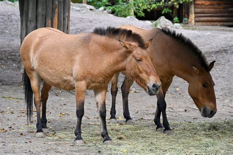 Przewalski s horses stock photo. Image of pasture, meadow - 256527038