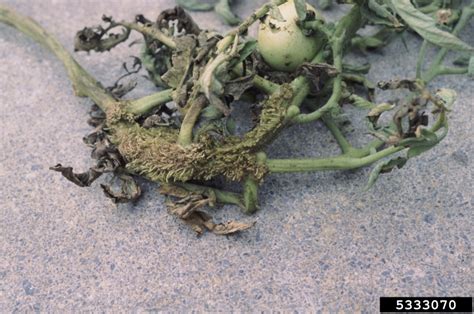 Bacterial Canker And Wilt Of Tomato Clavibacter Michiganensis Ssp