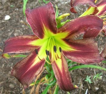 Daylily Hemerocallis Turtle Tails In The Daylilies Database