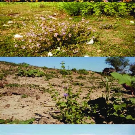 Different Habitats For Populations Of Mentha Pulegium At Ilganii De Sus