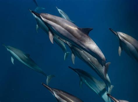 Dolphins (toothed Whales) - Behavior ~ MarineBio Conservation Society