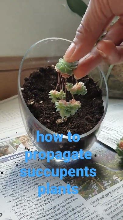 Shorts How To Propagate Succulent Plants Youtube