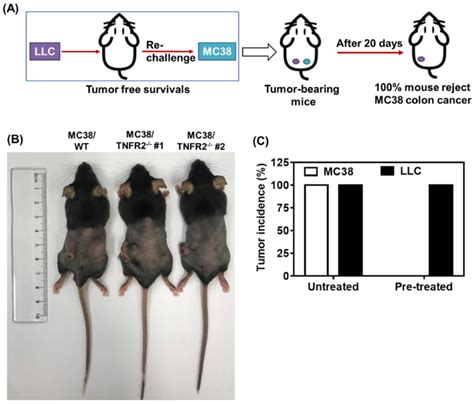 Mice Bearing TNFR2 Deficient MC38 Tumors Develop Tumor Specific