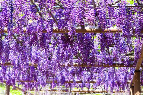 Can’t Get Enough Of The Sakura Season? Japan’s Wisteria Is Just As ...