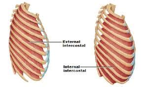 External intercostal muscles - Mobility Physiotherapy Clinic