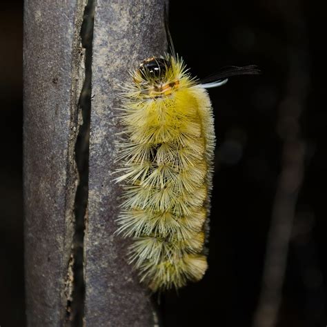 On The Subject Of Nature Caterpillars Of The Fuzzy Variety