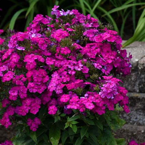 Phlox Paniculata Luminary Ultraviolet Phlox Siteone