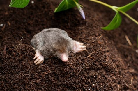 Interesting Facts About Moles | Palmetto Wild Life Extractors
