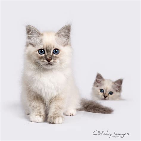 Sir Bentley Beloved Chintei Blue Tabby Point Sacred Birman