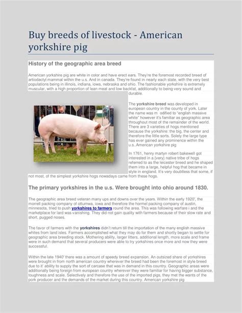 PPT - Buy breeds of livestock - American yorkshire pig PowerPoint Presentation - ID:11353551