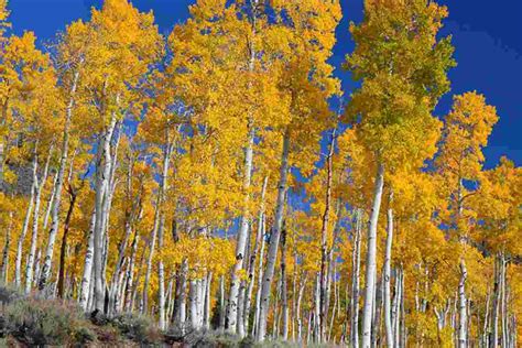 Il Magico Foliage Di Pando L Albero Pi Grande Del Mondo