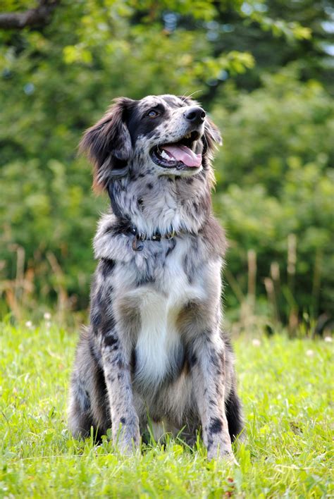 Amaroq Mix Australian Shepherd Border Collie