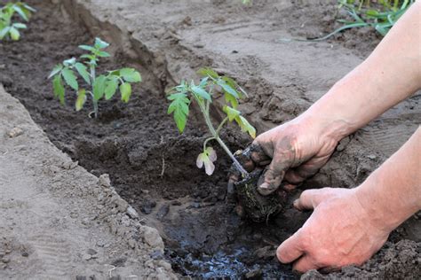 How To Grow Tomatoes In Small Spaces & 5 Best Varieties To Try - Tomato ...