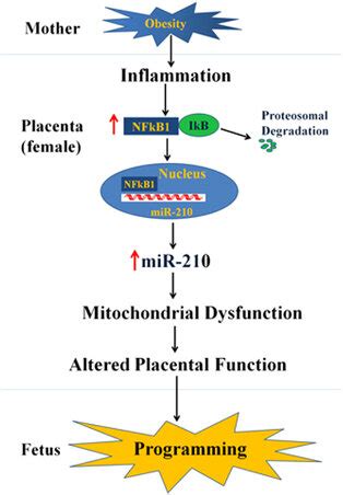 Proposed Model For Role Of Maternal Inflammation In Fetal Sex Dependent