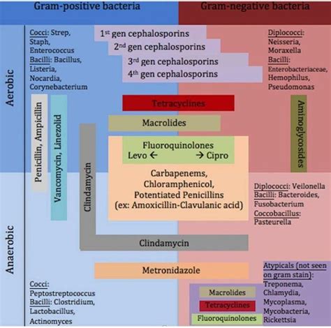 Gram positive vs gram negative antibiotic - gilitcre