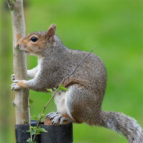 Ardilla Gris Oriental Sciurus Carolinensis Imagen De Archivo Imagen