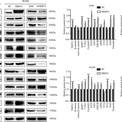 Expression Levels Of Wnt And EMT Related Proteins Under The Regulation