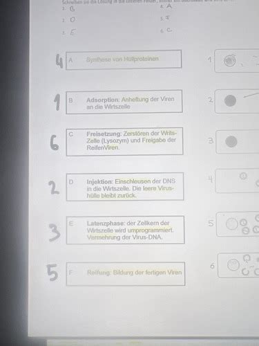 Biologie Zellen Test Karteikarten Quizlet