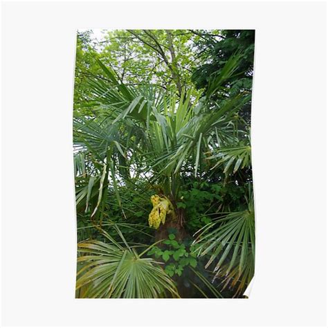 Chusan Palm Trachycarpus Fortunei Poster By Lezvee Redbubble