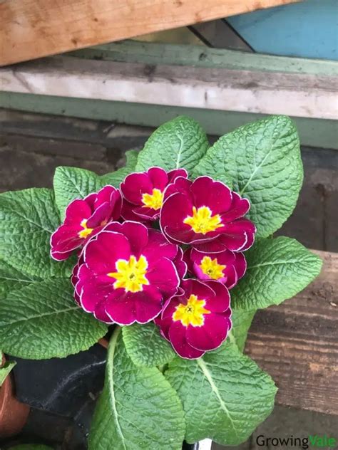 How To Grow And Care For Primrose Flower Primula Spp Artofit