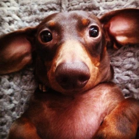 10 best WIENER DOG MEMES images on Pinterest | Dog memes, Dachshund ...