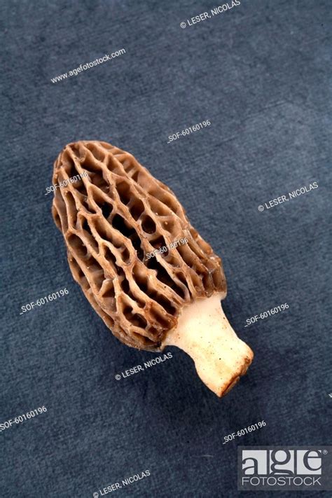 Morel, Stock Photo, Picture And Royalty Free Image. Pic. SOF-60160196 ...