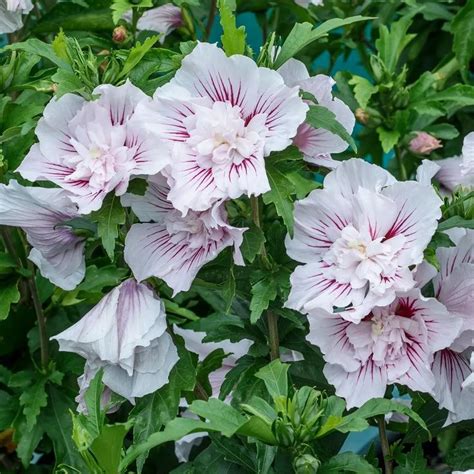 Hibiscus Starblast Chiffon Rose Of Sharon Flowering Shrubs Hibiscus