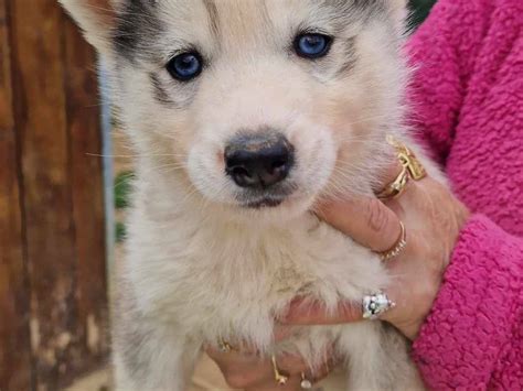 Chiot Husky De Sib Rie Lof Vendre Petite Annonce Chien