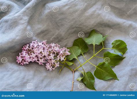 Close Up Of Purple Lilac Flowers Branch In Bloom On Linen Sheet Eco